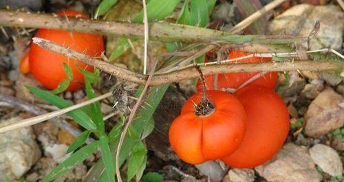 农村这野果像“西红柿”，人称“牙痛果”，但遇到了可不要采