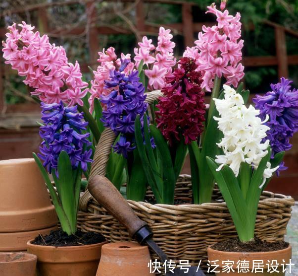 花卉|盘点8款耐寒的花草,零下20度照样生机勃勃,绽放满园冬色