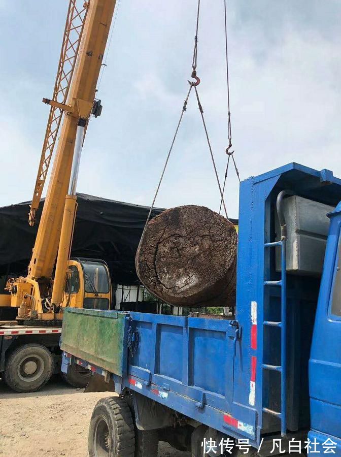 小材|缅甸花梨木成才缓慢,200年小材,500年中材,千年大材!
