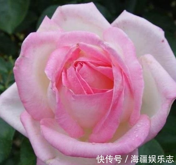 月季|三种观赏价值非常高的月季,不是我国培育的,但是适合种在庭院中
