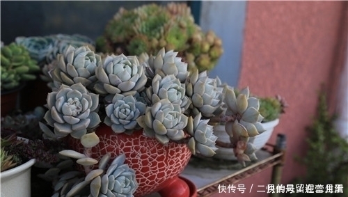 白牡丹|盘点多肉界最经典的几个品种,99%的肉友都养过