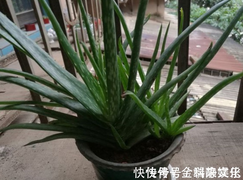 我是太阳|不会养芦荟,记住几个技巧,一年长到爆盆,叶片肥厚,呼呼冒芽