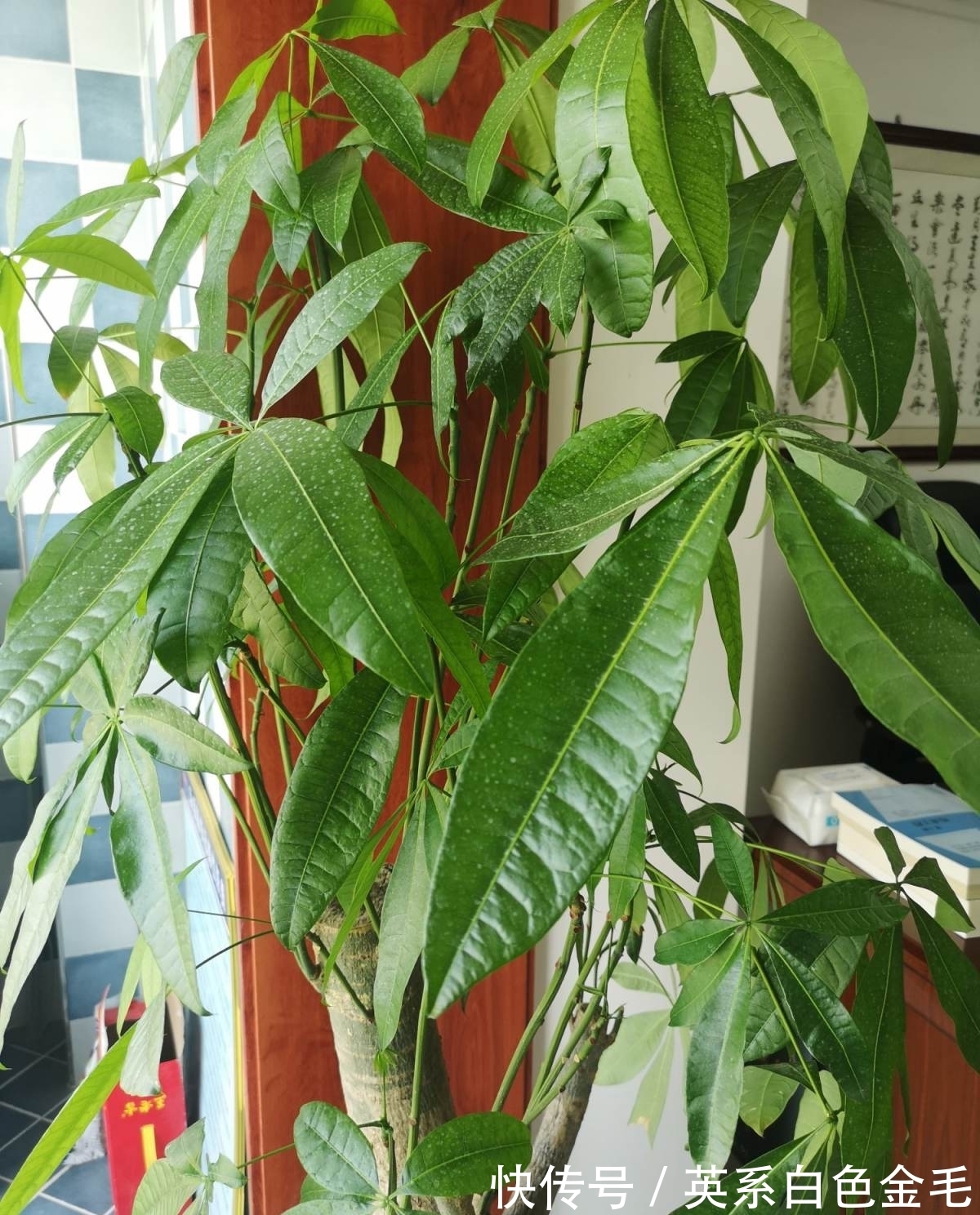 3种花就得用小盆“挤着养”,盆小水少,反而长得旺盛