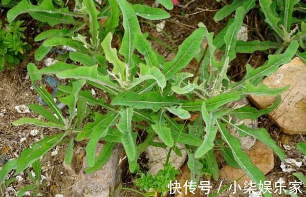 采摘|农村一种随处可见的野菜,是一种止咳的良药,市场上要20块一斤