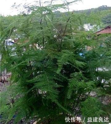 黄叶|家里的文竹稀稀拉拉，真难看，用了这1东西，发疯的长，不黄叶