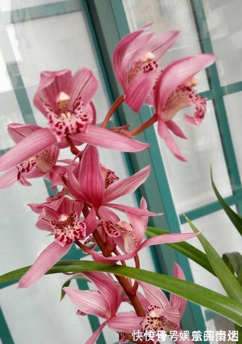 兰博会|获得4次金奖的兰花,开花后美艳动人,气味芳香,新老兰友都能养