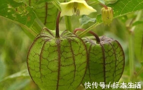 中草药|农村这种野草，是一种珍贵中草药，治疗痔疮效果很明显