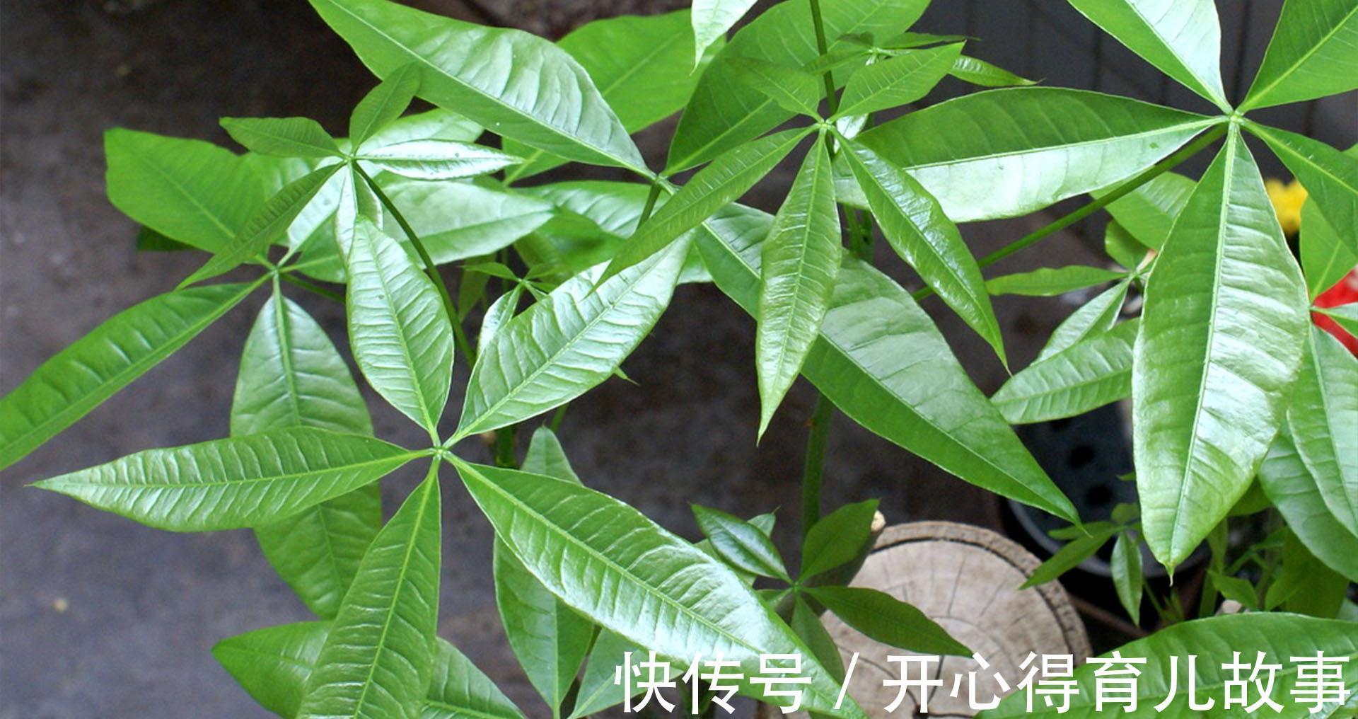 天冷发财树就黄叶，2个“病因”揪出来，分分钟解决，叶片油绿