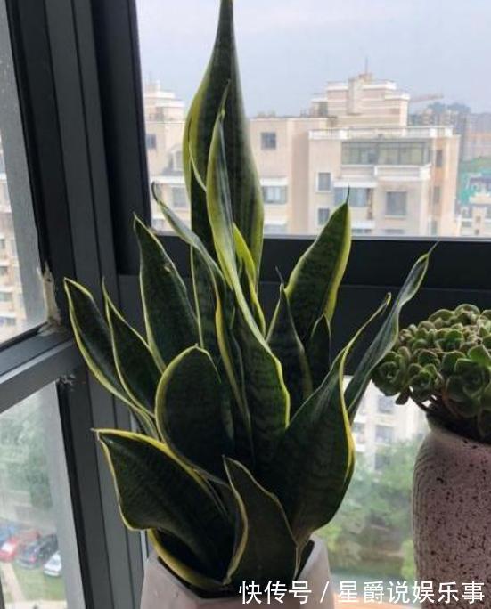 客厅盆栽植物如何达到装饰美化的目的?养4种绿植,好看又好用