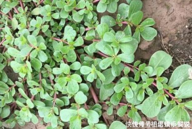 抗癌|埋没在农村4种抗癌野菜,很多人嫌脏不愿吃,却比蒲公英好100倍
