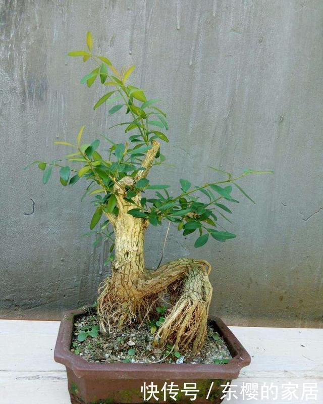 生根|盆景老桩上盆后不发新芽、不生长之我见