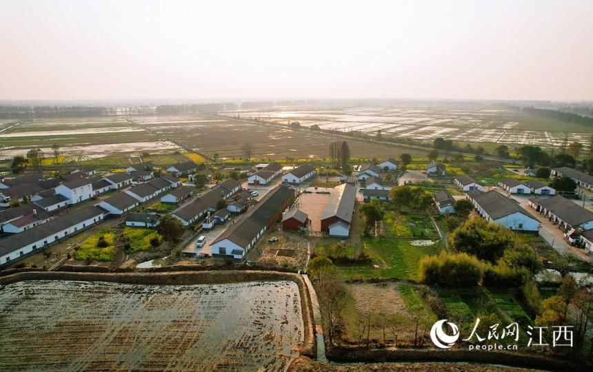 鲤鱼洲|南昌鲤鱼洲：春回大地暖 田野美如画