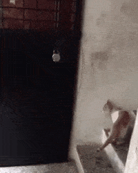 |搞笑GIF:天道好轮回,苍天饶过谁