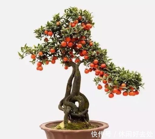 金弹子很是漂亮，我也非常想养，刚下山的它怎么栽种才正常收藏！