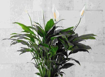 想要成为养花高手,必须戒掉这三个恶习,不然养啥都是徒劳的