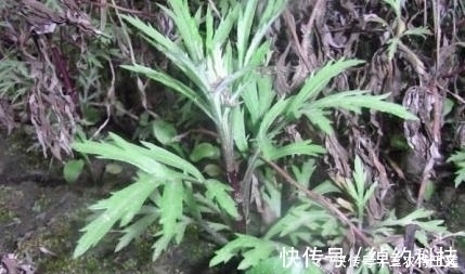 食用价值|农村的''野菜'',四处都能够见到,用它''炒腊肉''风味更佳