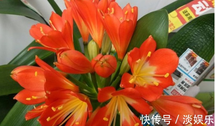 淘米水加点“它”,养啥花都旺,枝粗叶壮、开花多