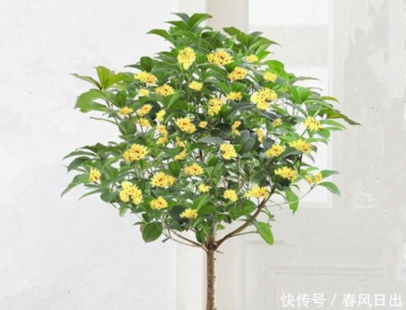 五种花一年到头开不停,四季天天有花看,叶美开花更漂亮