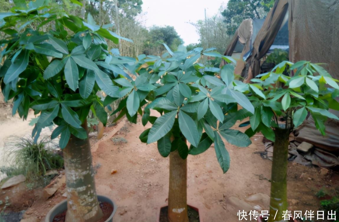 发财树烂根别着急,下手“狠一点”,掌握好技巧,40天长满新根