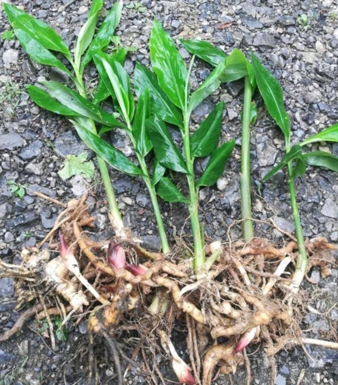 不管你是谁，若采摘这种珍贵植物，请别整株拔走，因为野生有限