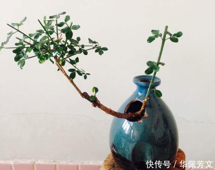 破烂|这些“花盆”真漂亮，创意十足还不花钱，“破烂”可别再扔了