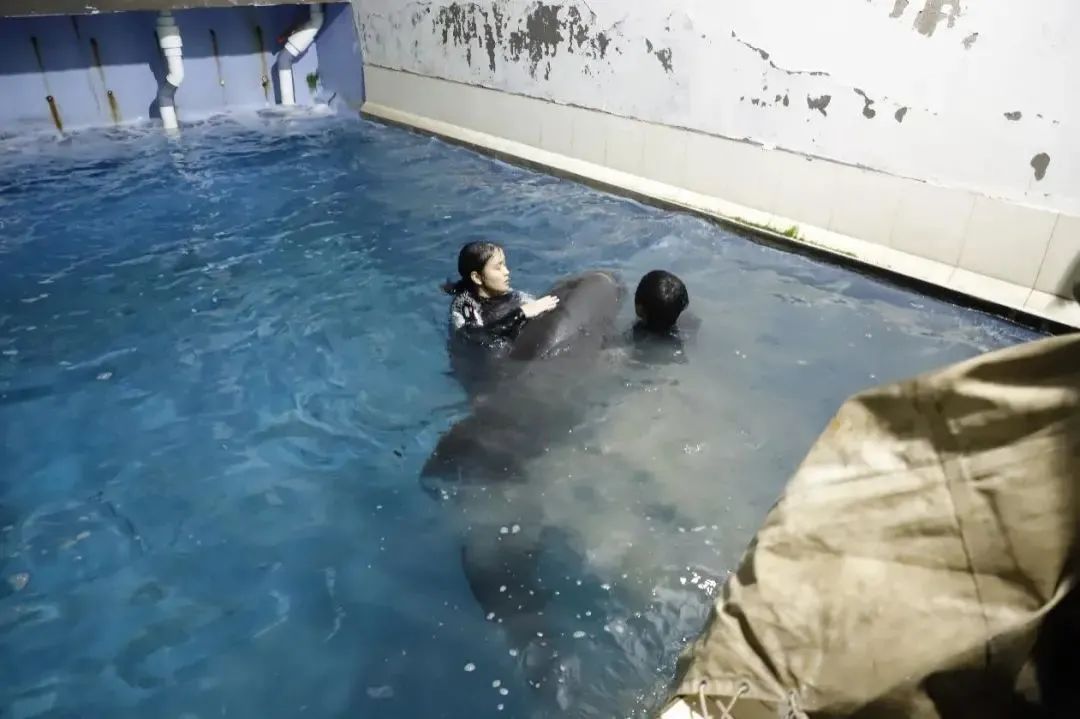 瓜头鲸|紧急救援——2头瓜头鲸入住台州海洋世界