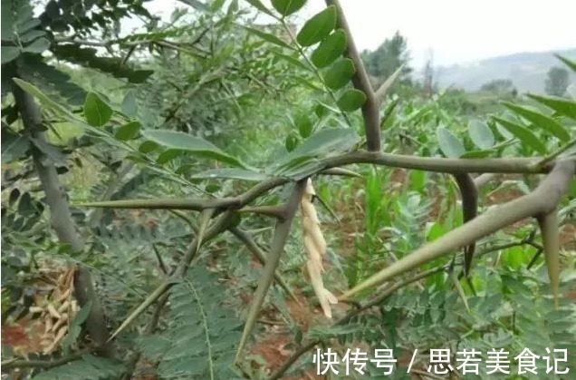 皂角刺|一根皂角刺，治病大功效！4种妙用法，4大疾病，百治百效！