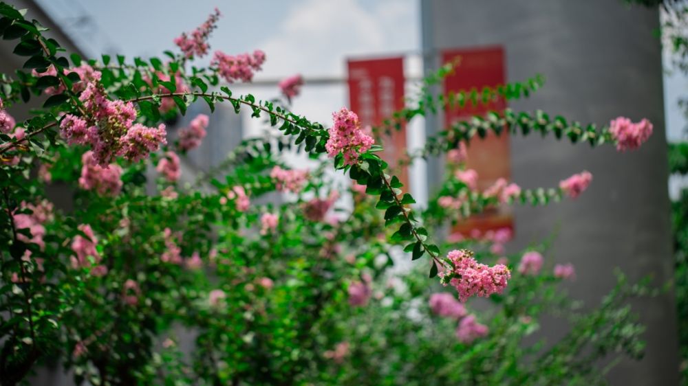 姹 紫 嫣红开遍 高新区邀你赏一路繁花 全网搜