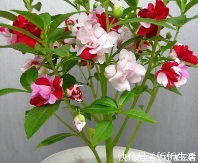 栽培|养花一定要用腐殖土壤栽培吗?不一定,看植物根系