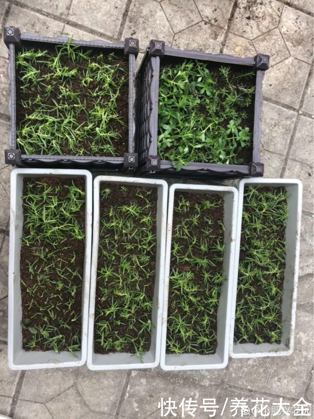 11种常见花，现在扦插，成活率特高