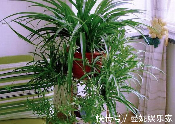 吊兰|吊兰养不好记住关键这点,不干尖不烂根,轻松爆盆,长满小吊兰