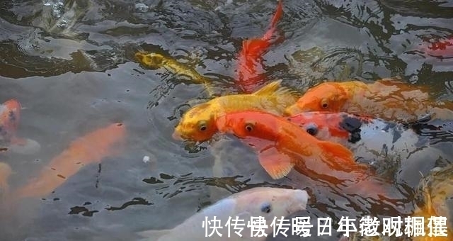 夏季|夏季夜钓时，这三个找鱼技巧要学会，诱鱼省时又省力