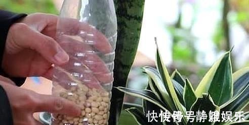淘米水鸡蛋壳，不如“几粒它”，养花用1点，半年不施肥，长爆盆！