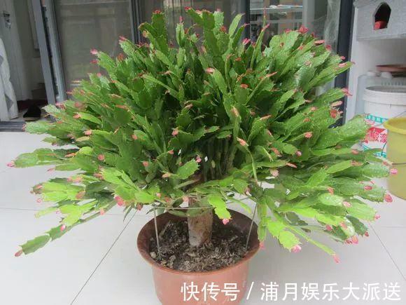 夏天|到了夏天，蟹爪兰叶子“耷拉、断裂”，没有放对位置，赶紧搬