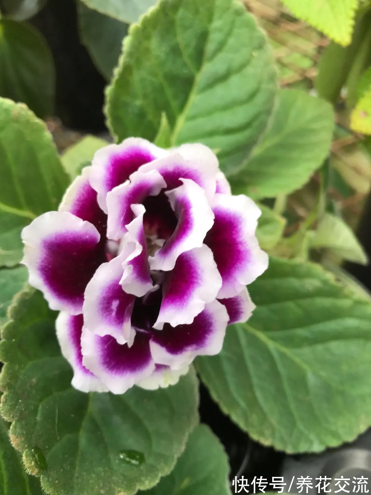 很适合在春节前后入手的5种盆栽开花植物