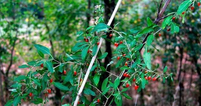 睡眠质量|枸杞泡水方法不对,喝再多也没用,这才是正确方法,早知道早受益