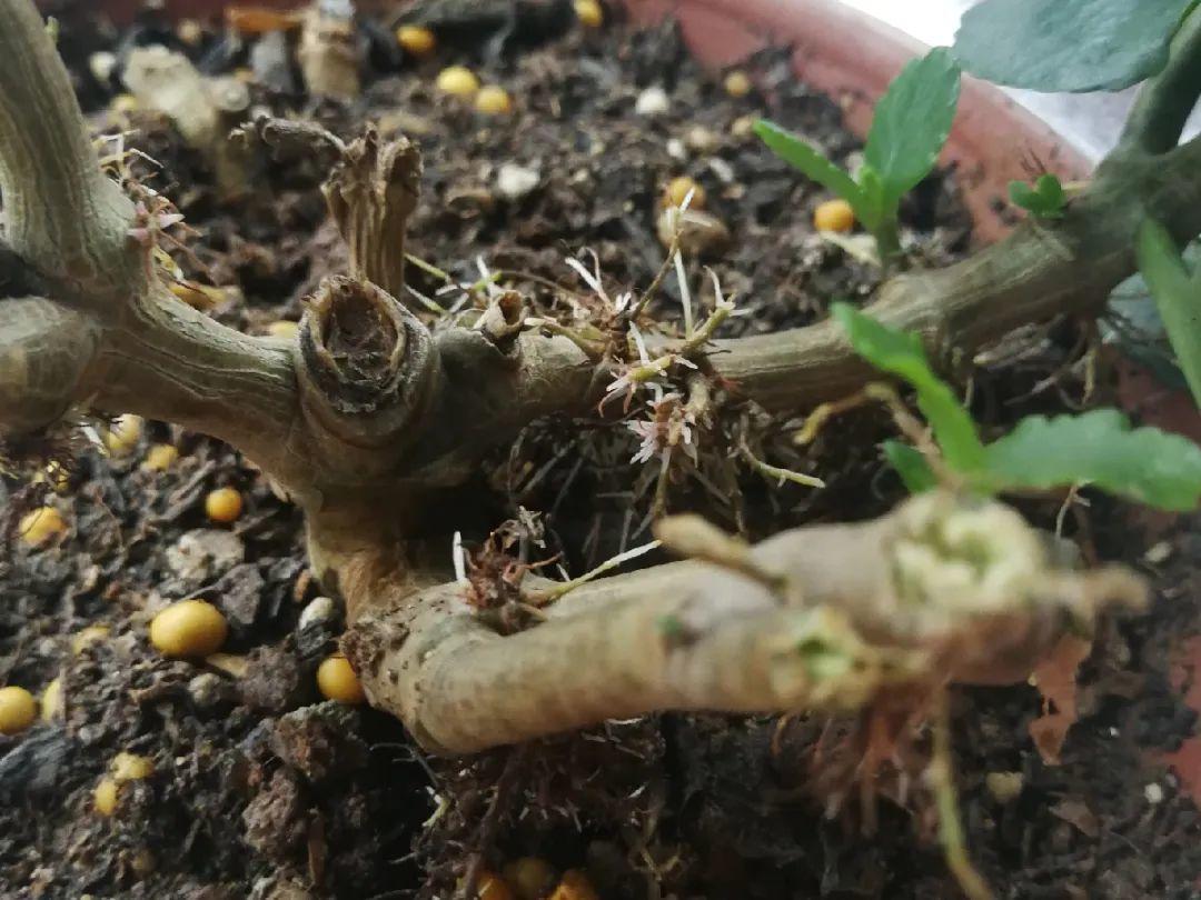 茉莉花扦插有机关,砍这一段枝条,插土里3天就活!