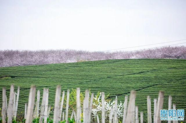 平坝万亩樱花已绽放！带你“云赏花”