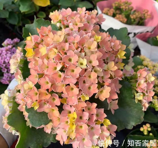 特别好养|养花技巧:折腾不死的25种花,咋养都爆盆,懒人最适合