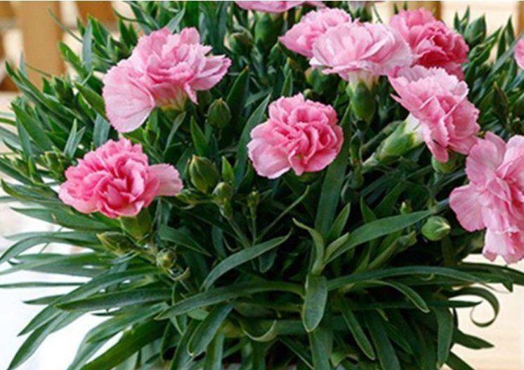 家养几款花卉,娇小不占地,漂亮又好养,对待新手很友好