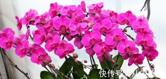 一年生|养花就养花朵大的,花开色彩艳丽,花期长,适合养在院子里,美!