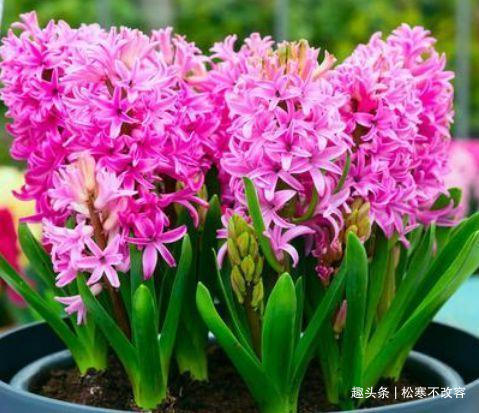 玫瑰|这些花卉美过玫瑰,一年四季花开不停,繁花似锦,花色美轮美奂