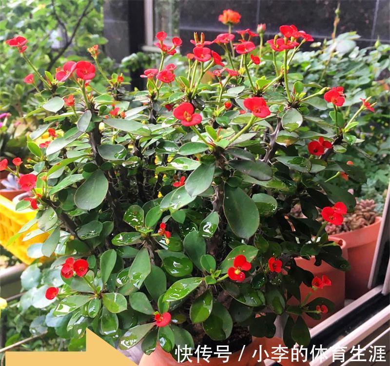 龙骨|9种花好养又吉祥,却是“穷苦命”,小盆少水多晒晒,反而长得旺