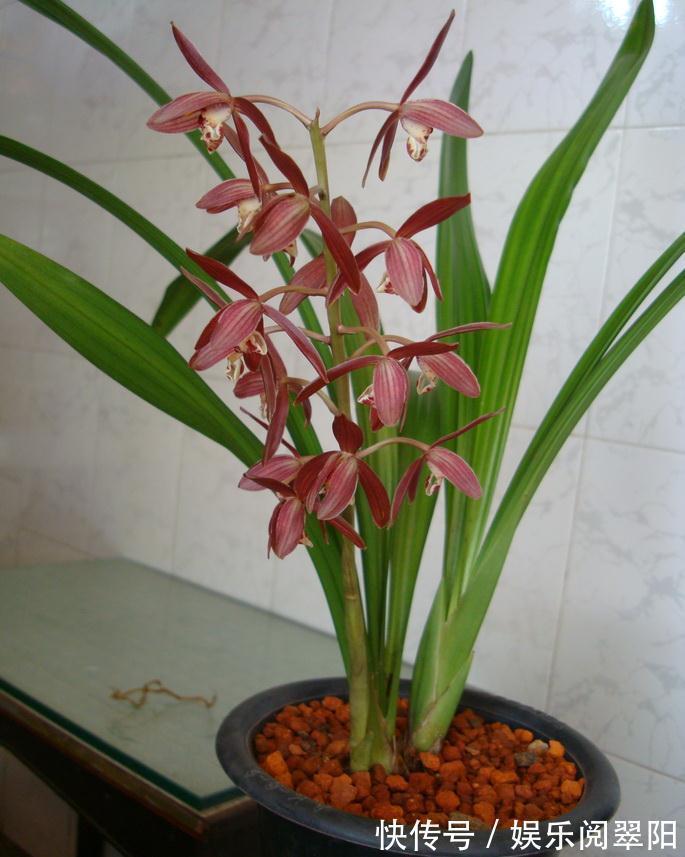 富贵菊|花朵硕大开花美，好养又漂亮，满屋飘香，花开清新淡雅，一养就上瘾