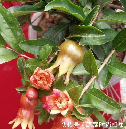 一盆能卖几十块，甚至上百元！果树另类种法巧赚钱！