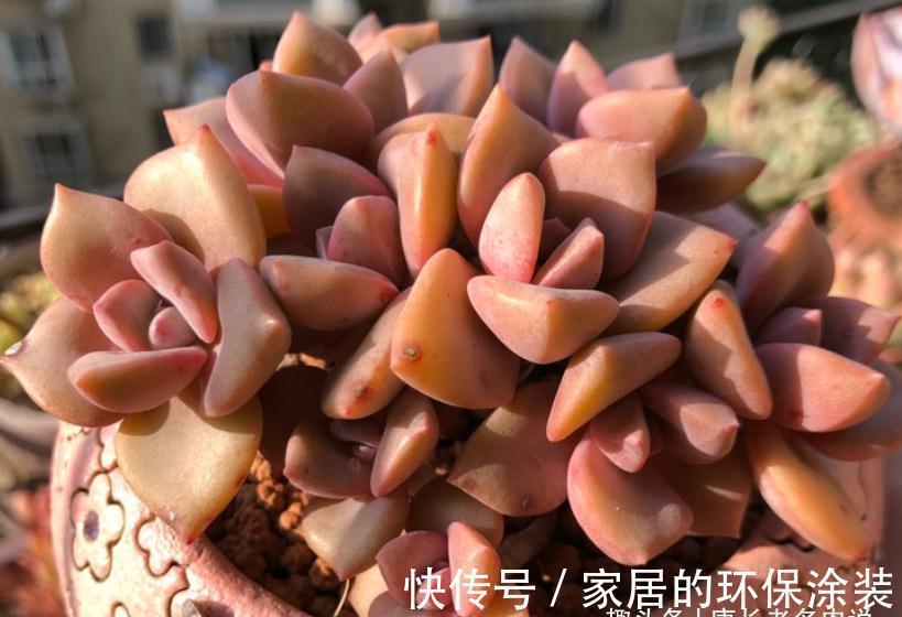 叶片|多肉秋季补全计划——不管新手or老手,来一棵软糯粉紫的彩虹糖吧