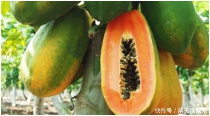 调理|肝脏不好怎么调理夏天多吃4种水果，养肝护肤，好吃不贵