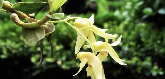 性能|有一味列为国家二级保护的中药，其药性能抗突变和抗肿瘤活性