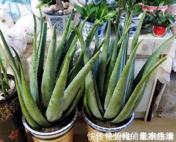 懒人|家里养这5种花,怎么折腾也不死,养一盆爆一盆,懒人也合适
