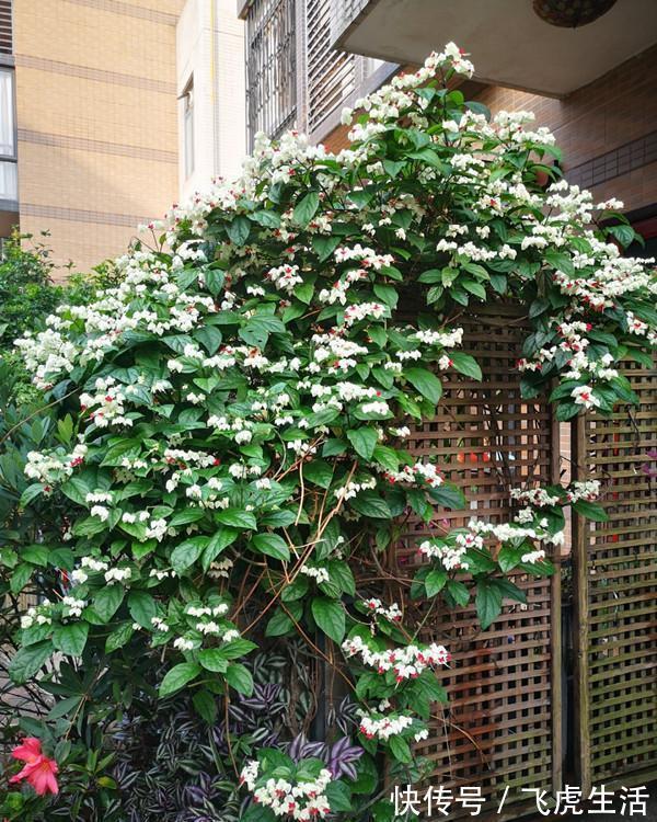 新型观赏花木，夏季盛花，容易成花墙，皮实好养，室内盆栽也可以